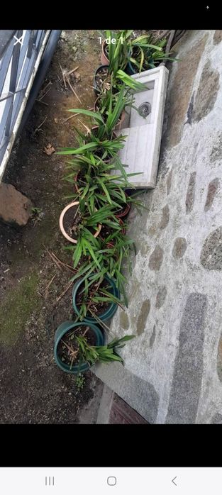 Orquídeas várias vasos