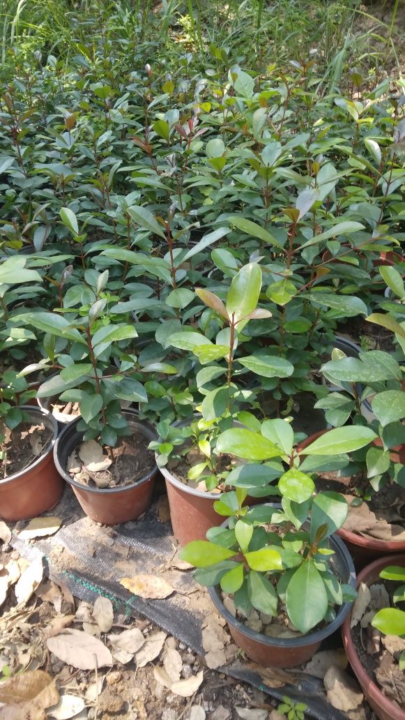 Plantas  eugenias para sebes ultimas 250 unidades crescimento rápido