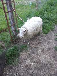 Vendo ovelhas prenhas com registo de exploração