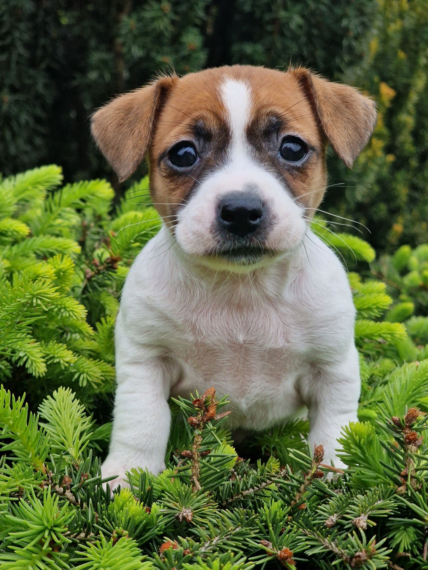 Jack russell terrier suczka   GŁADKOWŁOSA-rodzice FCI zkwP