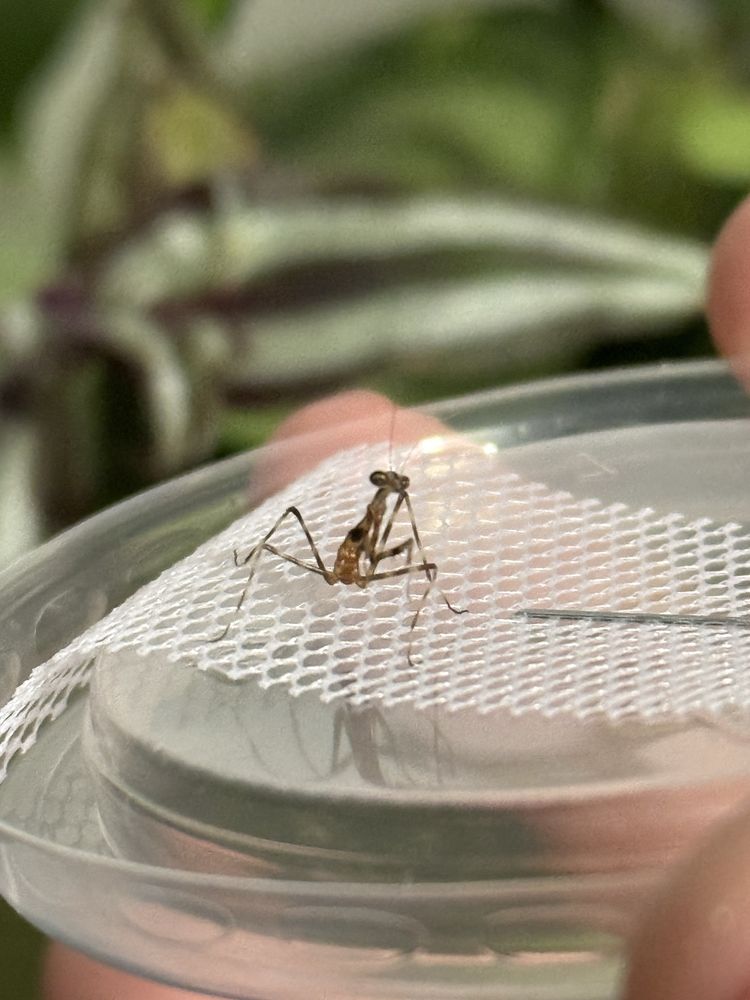 Pseudempusa pinnapavonis L2