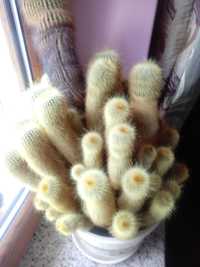 duży kaktus wysokość 52 cm kwiatek doniczkowy OKAZJA