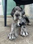 Dogue Alemao Merle