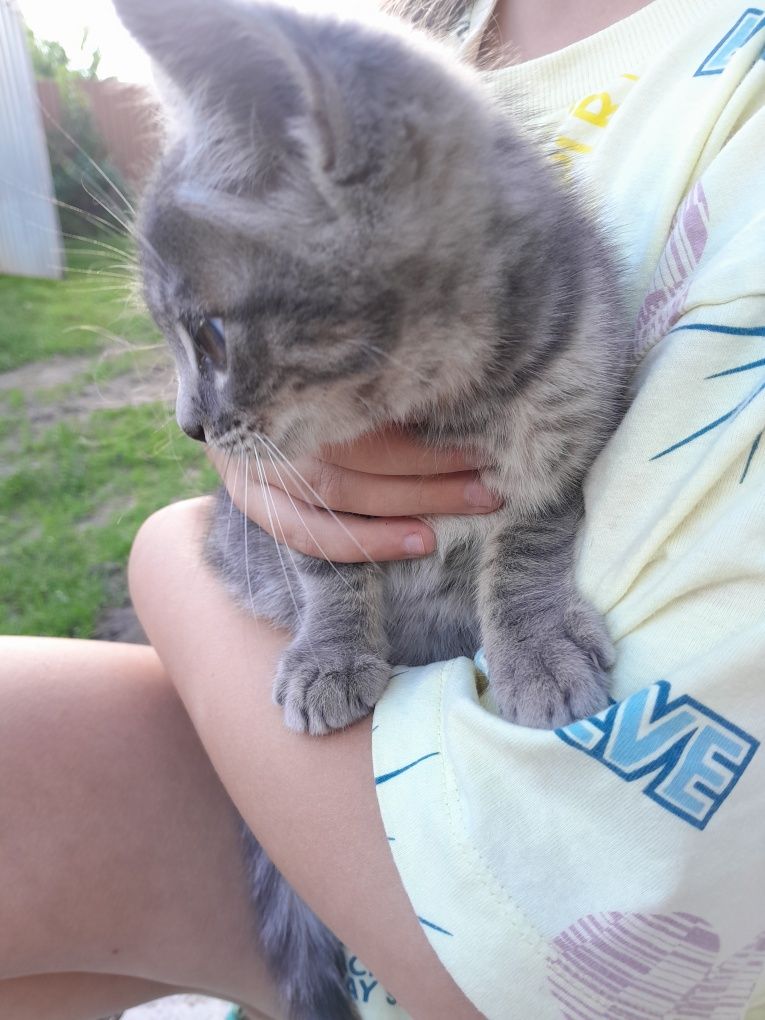 Віддам в добрі руки кошеня