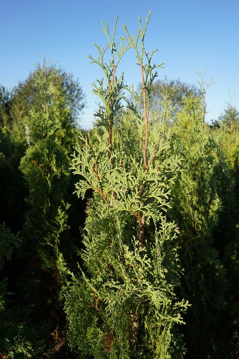 180cm _‼️_ thuja COLUMNA _‼️_ tuja kolumnowa szpalerowa NIE szmaragd