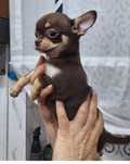 Chihuahua piesek krótko włosa