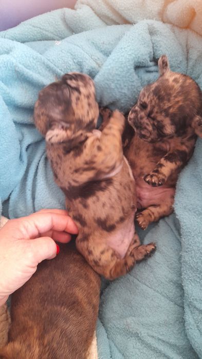 Bulldog francês merly