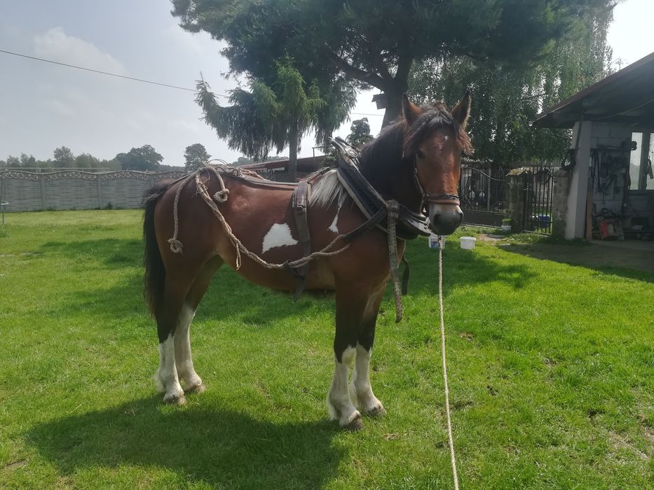 Klacz, źrebica srokata