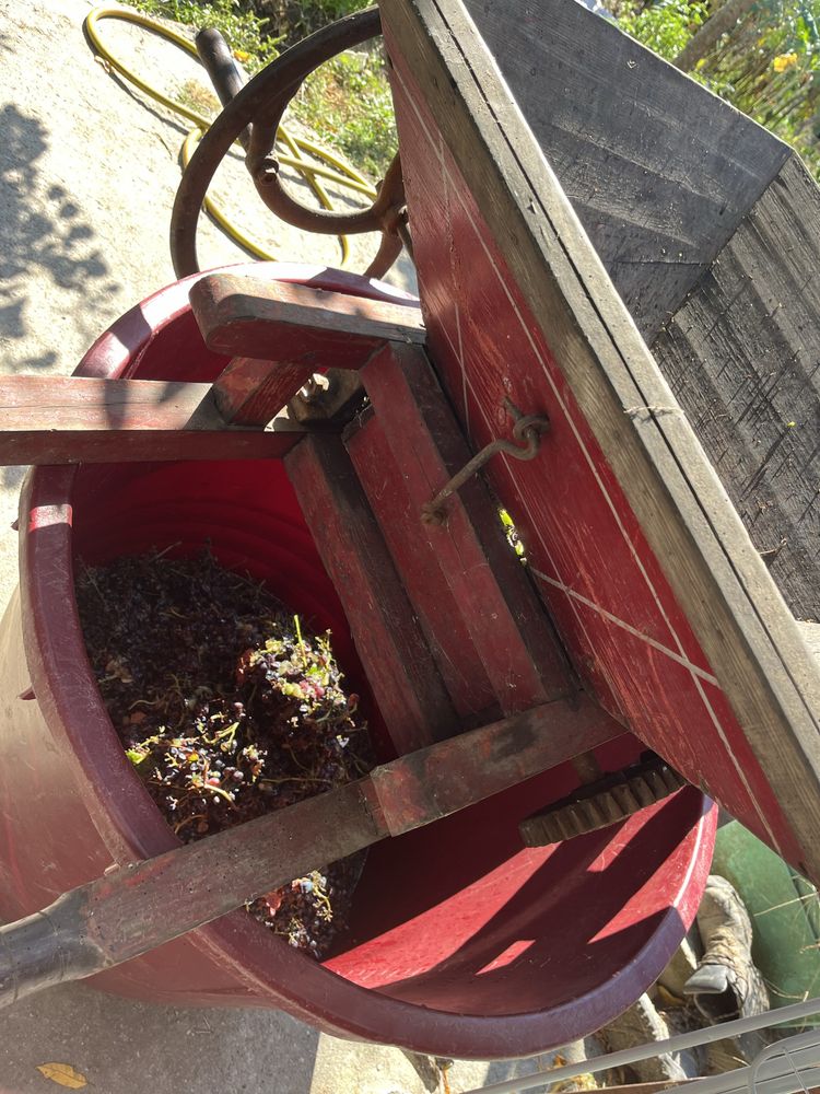 Vendo relador de uvas