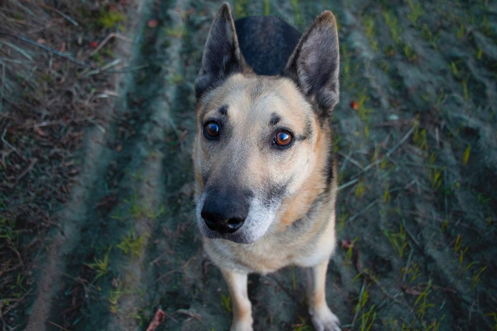 Slim - spokojny i wrażliwy pies do adopcji. W schronisku od 5 lat!!!