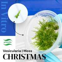 Mech Christmas - In vitro - Rośliny akwariowe -  Prosto z plantacji