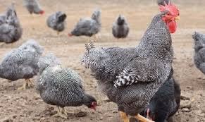 Кури фавероль голошийки