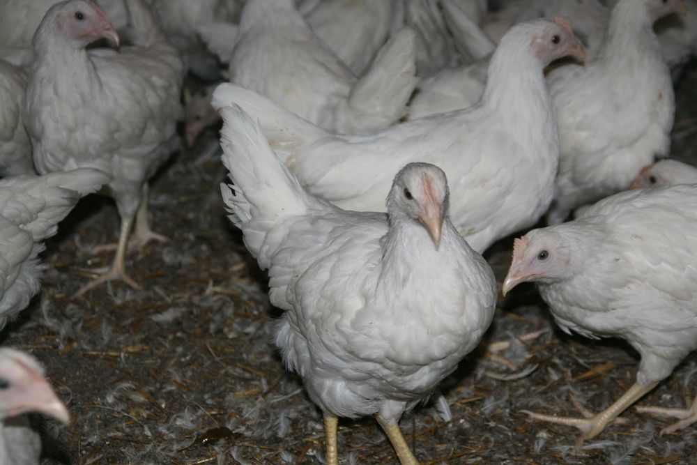 Kury Leghorn Młode Nioski