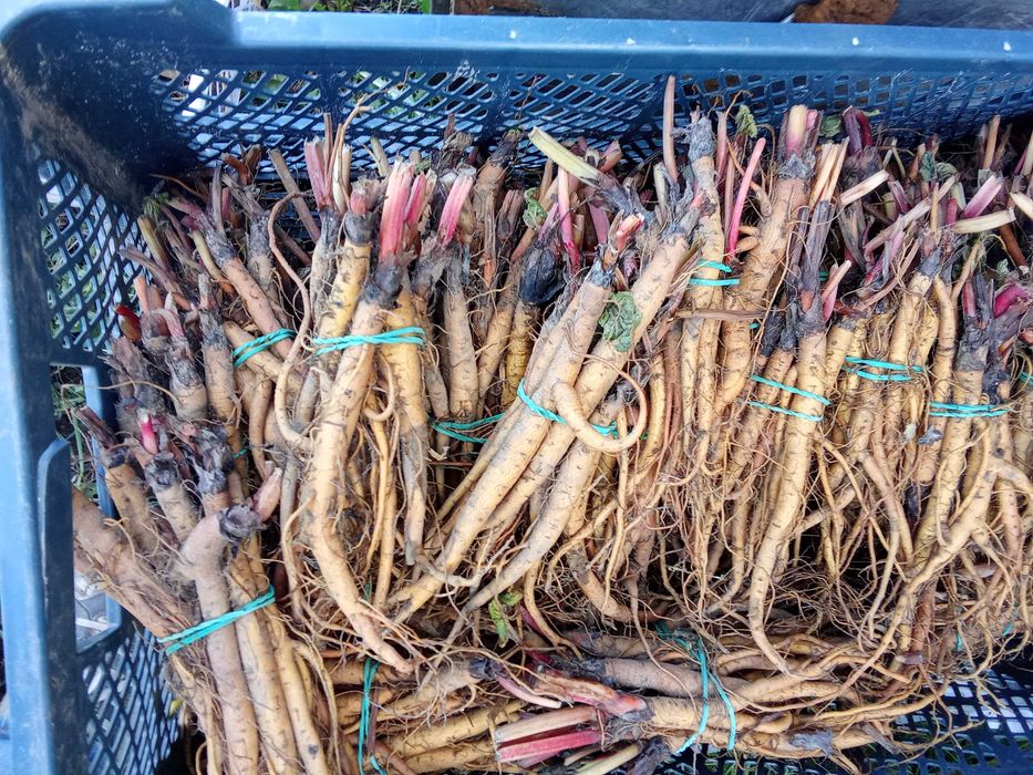 Rabarbar Lider czerwony sadzinki