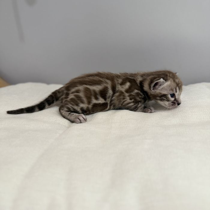 Kot bengalski Silver Sepia TICA