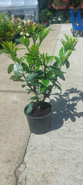 Laurowiśnia wschodnia 'Novita' / Prunus laurocerasus