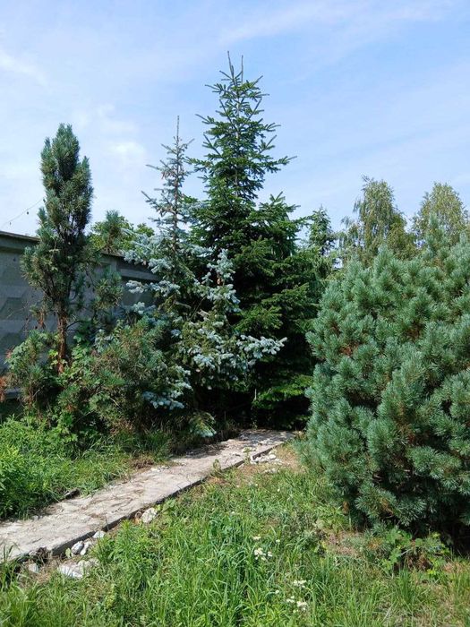 Голубая ель, пихта.