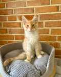 Inari Magnus*PL - kotka rasy Maine Coon szuka nowego domu :)