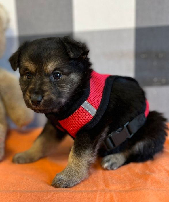 MAMBO psie dziecko szuka domu