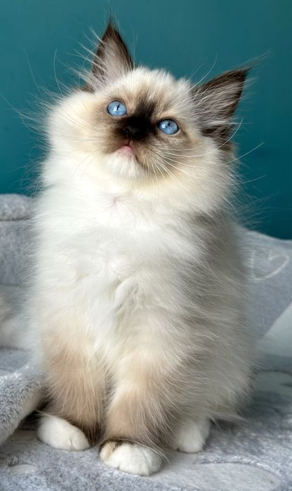 Kotka Ragdoll do hodowli FPL