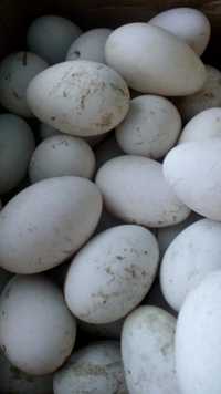 Продам інкубаційні гусині яйця