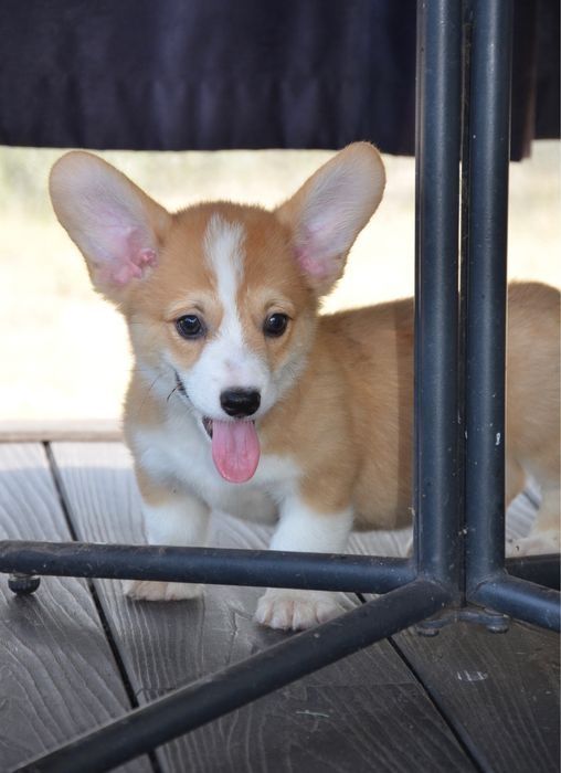 Welsh Corgi Pembroke -raca Rainha Elizabeth ||