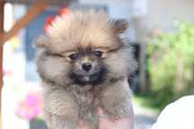 Szpic miniaturowy Pomeranian