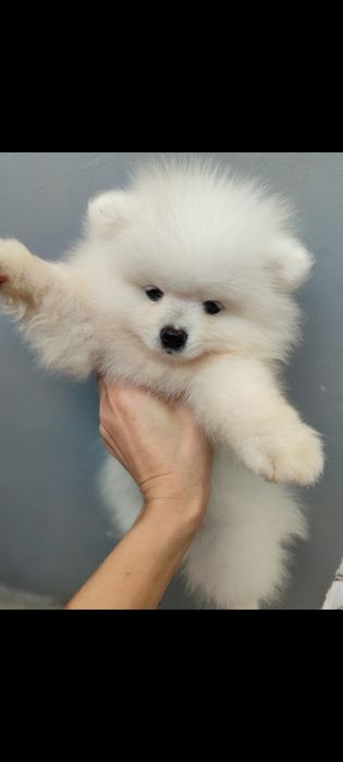 Бусинки померанского шпицы