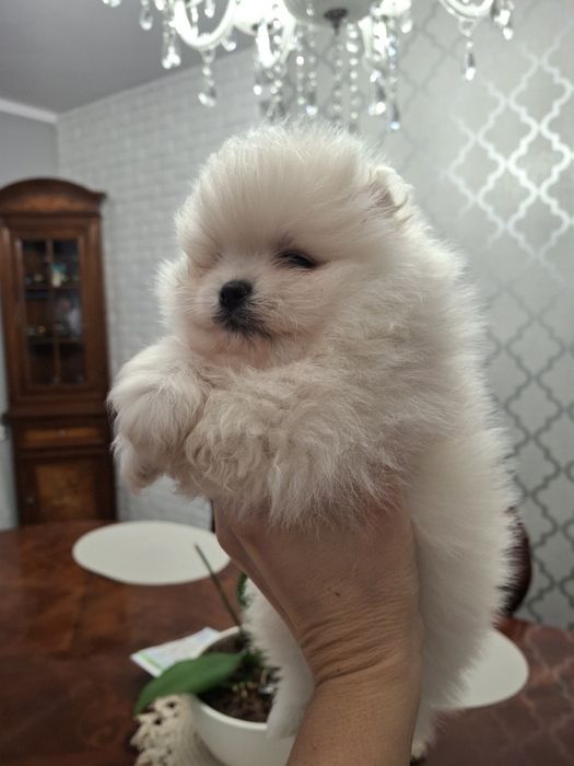 Szpic miniaturowy pomeranian