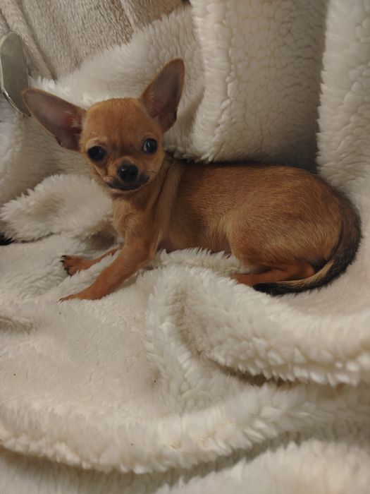 Продам мальчик чихуахуа  июльский  нам 4 мес