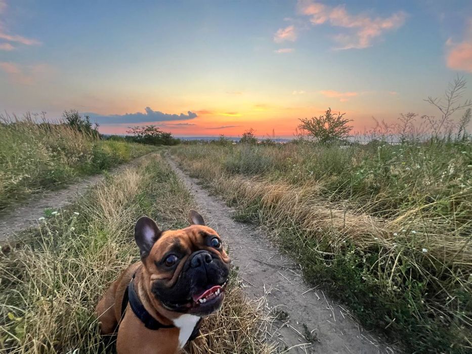 Вязка французского бульдога