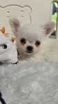 Chihuahua piesek z rodowodem ZKwP FCI