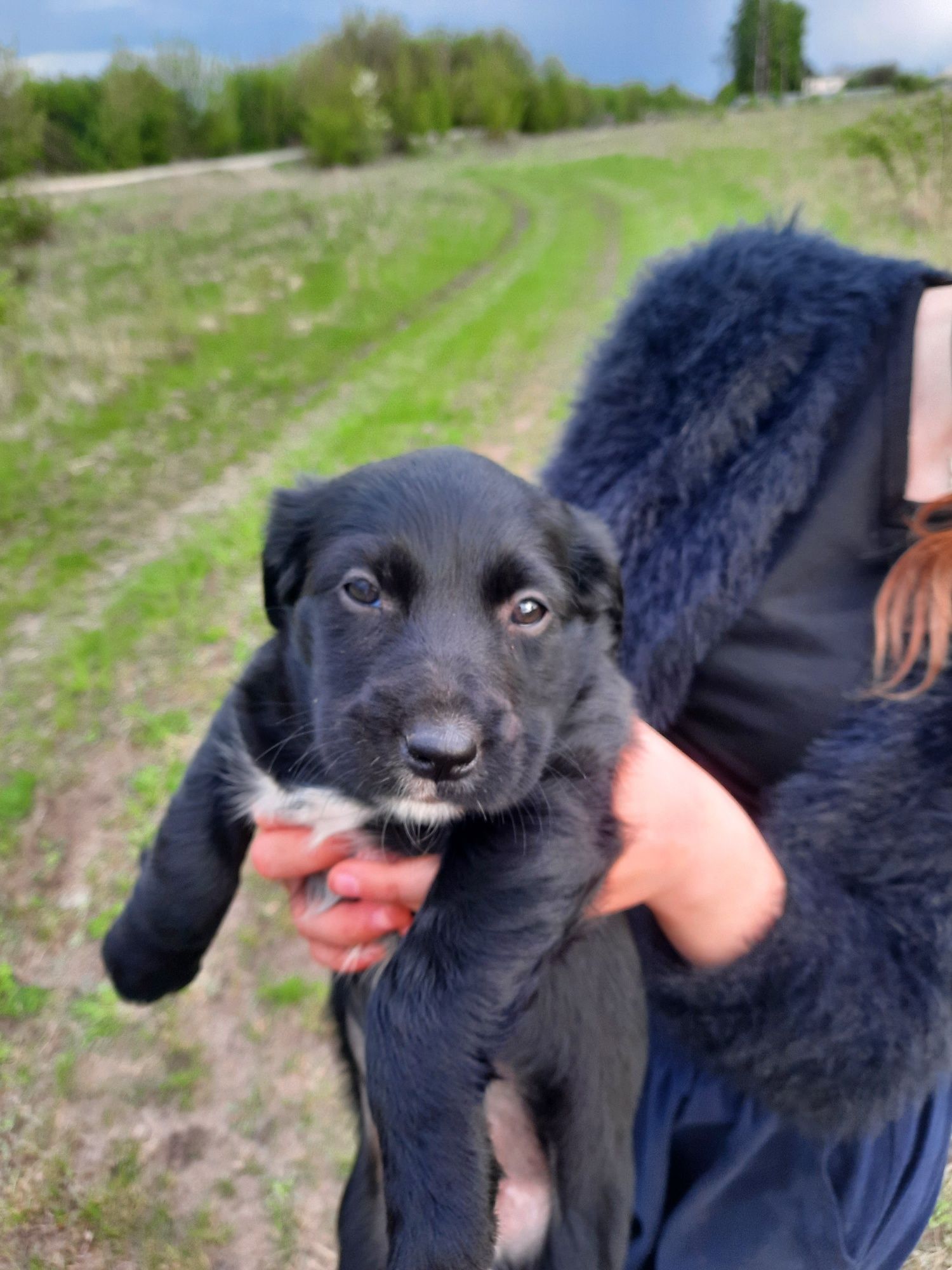 Віддам в добрі руки класних песиків