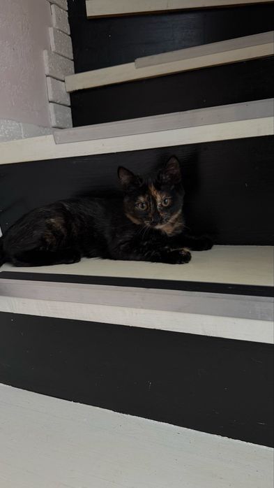 Отдам котенка в добрые руки