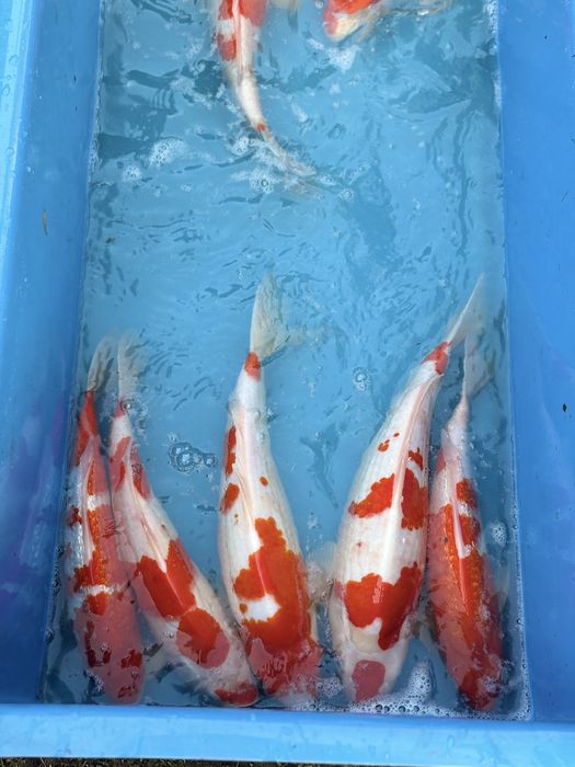 Karp koi duży do oczek wodnych