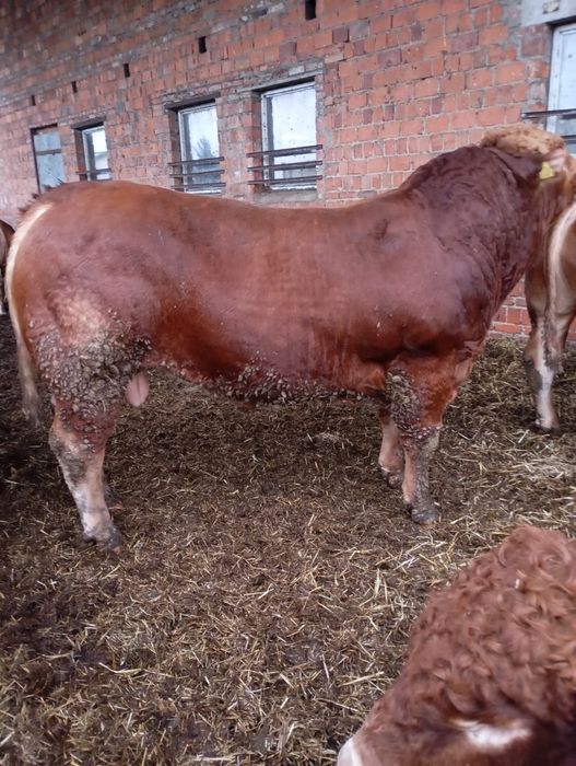 Byk, Buhaj limousine