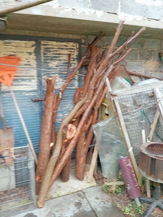 Śliwa drzewo do wędzenia, do wędzarni.