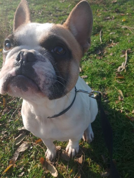 Віддам в добрі руки собаку