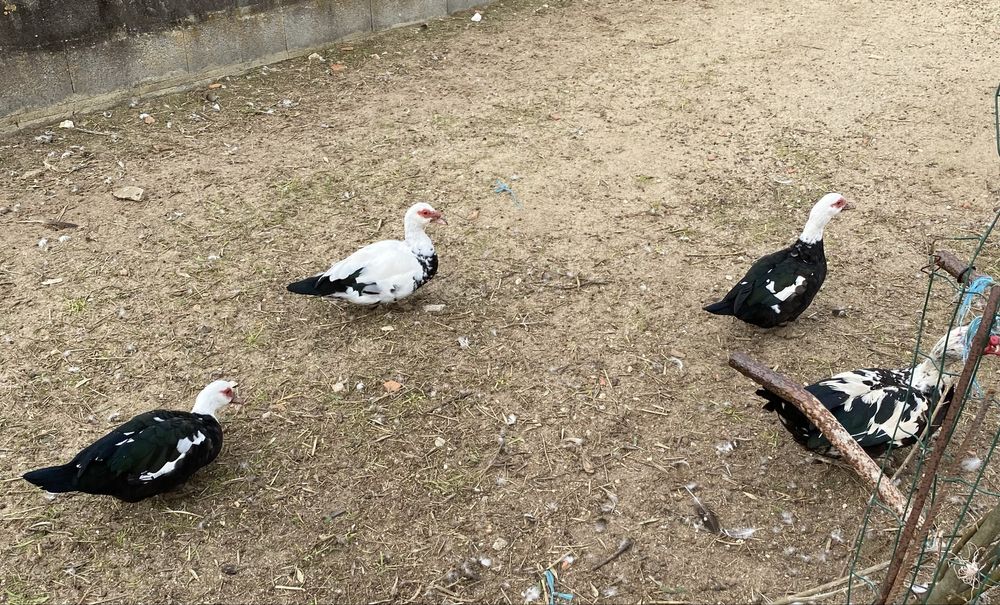 Patas e patos mudos