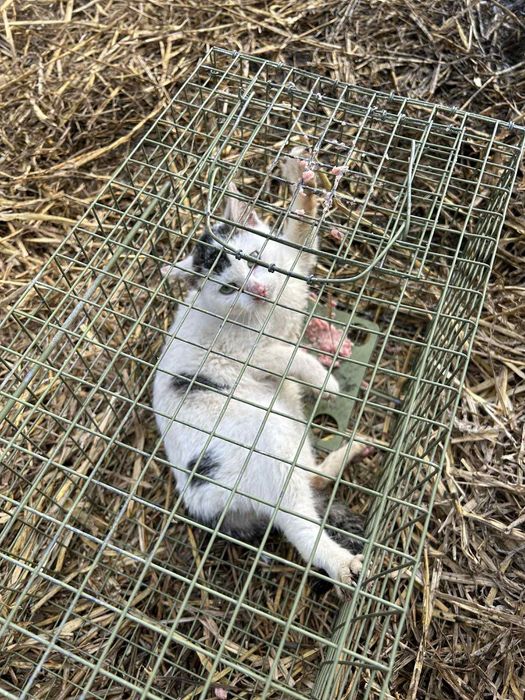 Okazja, bardzo potrzebuje swego człowieka