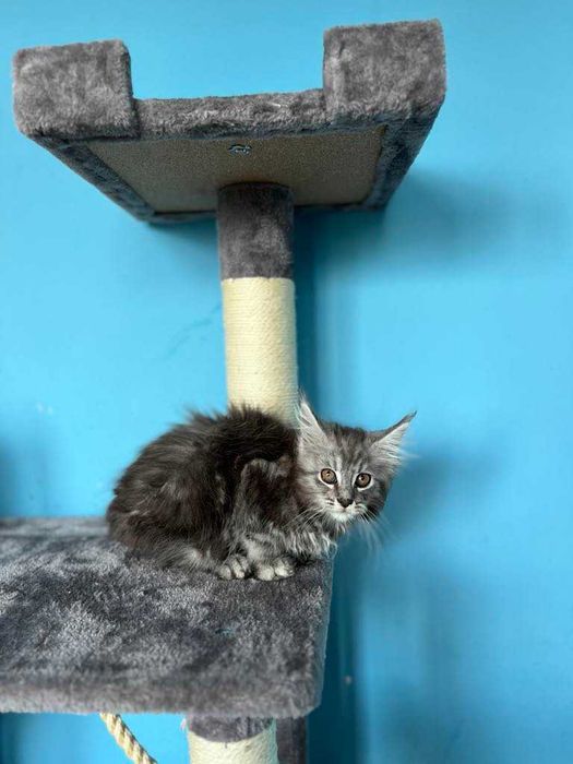 Maine Coon  z rodowodem