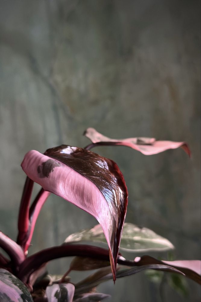 Philodendron Pink Princess - różowy Filodendron, pędówki Marble Galaxy