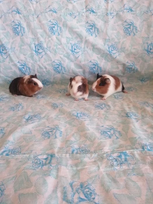 Świnki morskie kawie domowe