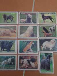 Várias raças de cães "" coleção "" 12 calendários