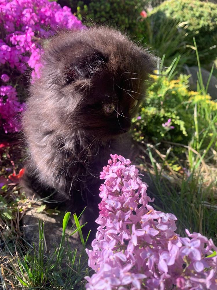 Британські кошенята