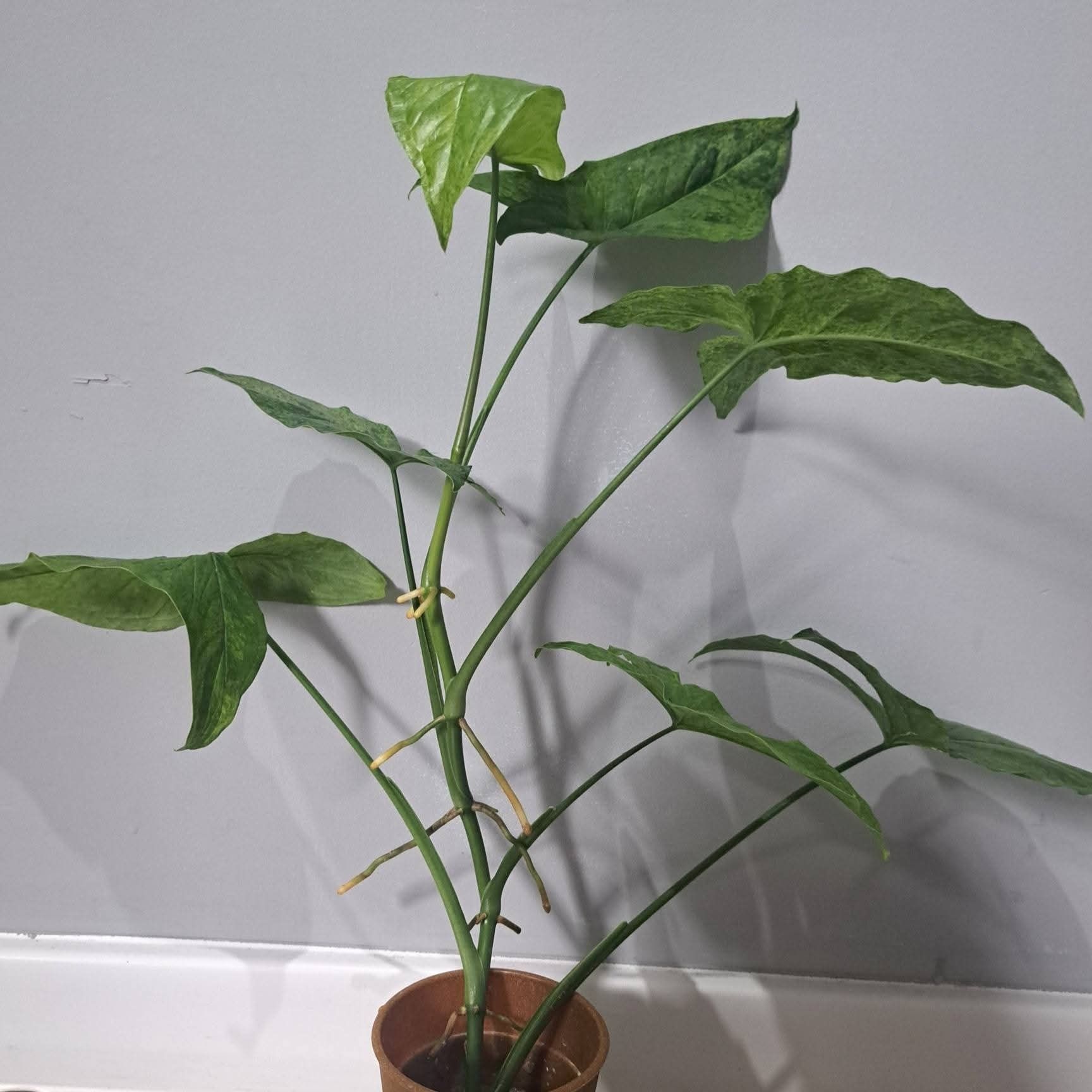 Syngonium mottled mojito