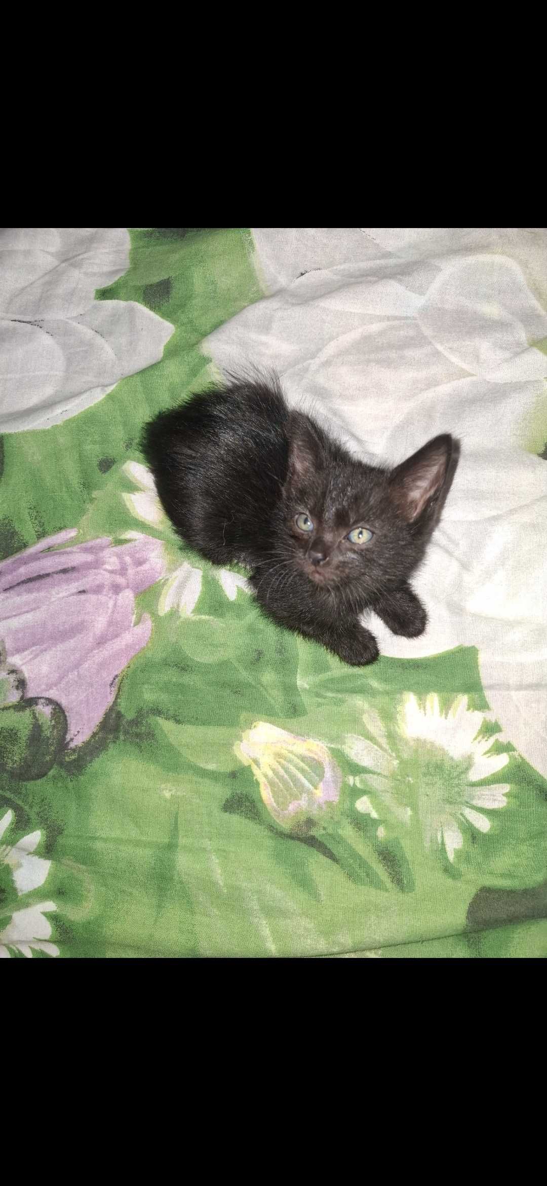 кошенята безкоштовно