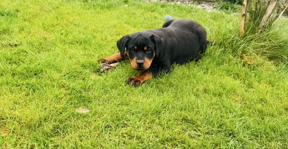 Piekna mocna suczka rottweiler