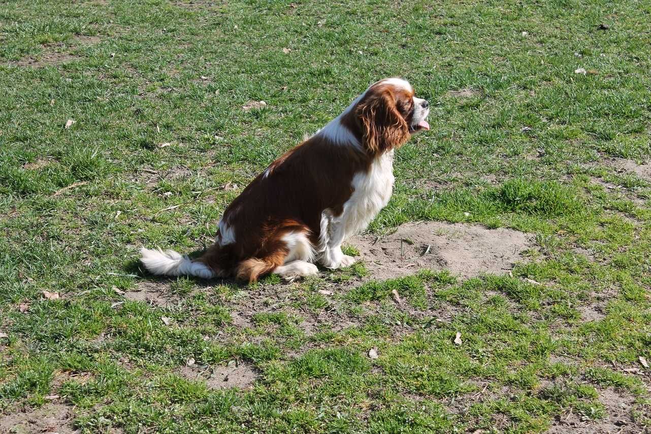 cavalier king charles spaniel reproduktor