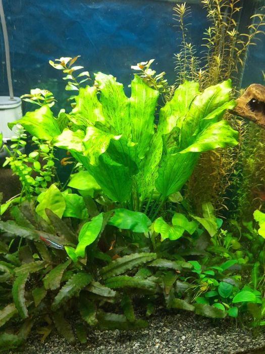 Продам аквариумные растения .